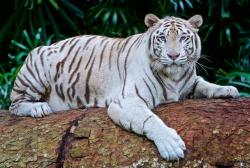 White Tiger